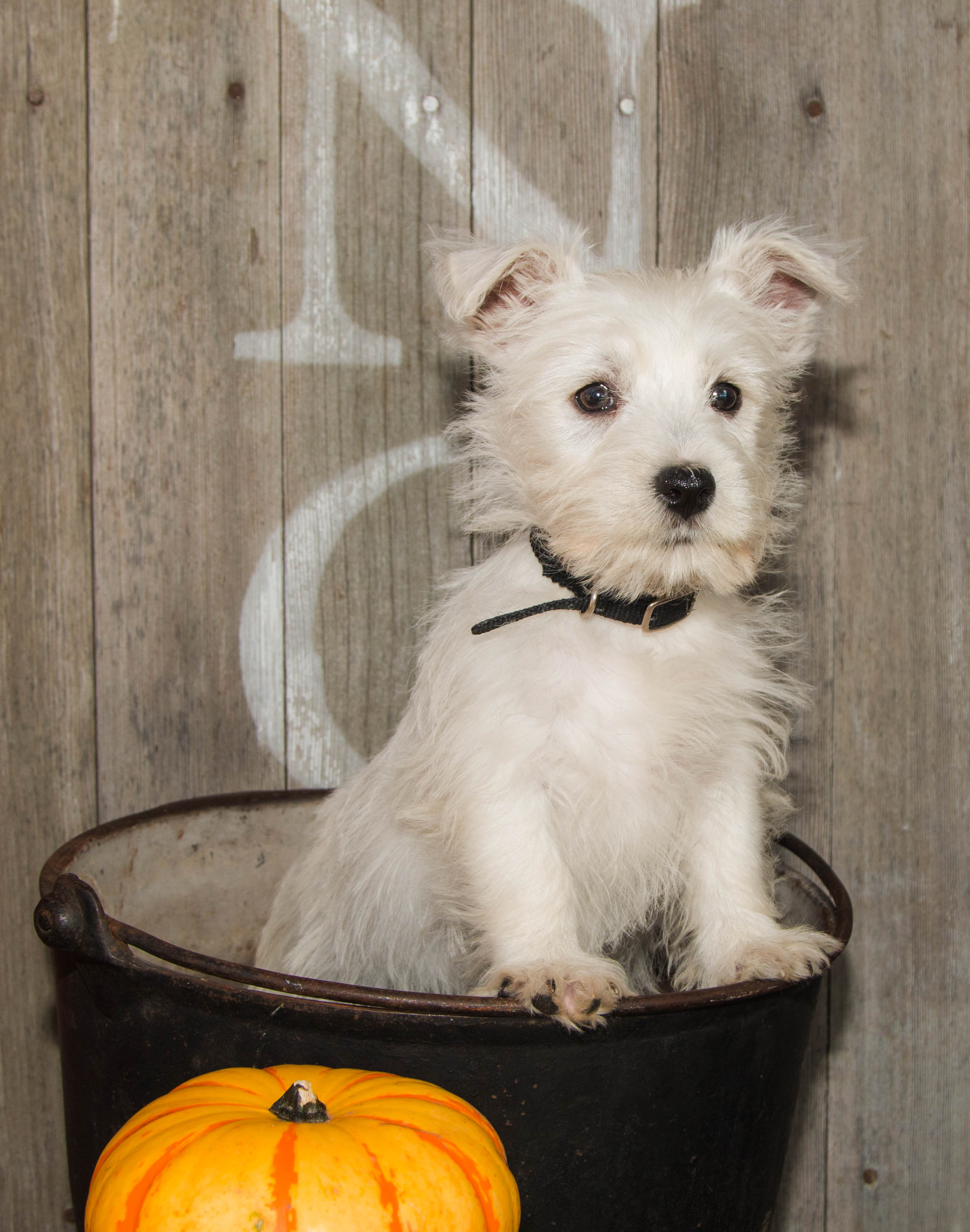 puppy, for, sale, West Highland White Terrier, Amos B. King, dog, breeder, Romney, WV, dog-breeder, puppy-for-sale, forsale, nearby, find, puppyfind, locator, puppylocator, aca